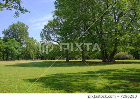 May leaves Tree · Forest · Miscellaneous forest 17 Fresh green May leaves Tree · Forest · Miscellaneous forest 17 Fresh green 7286280