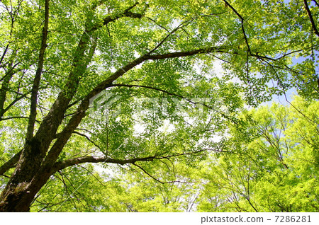 May leaves Taikaido · Maple family 04 Fresh green May leaves Taikaido · Maple family 04 Fresh green 7286281