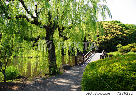 May leaves Shieldareanagi · willow family 23 fresh green May leaves Shieldareanagi · willow family 23 fresh green 7286282