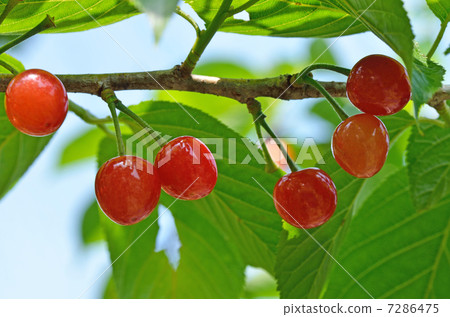 Cherry Cherry 7286475