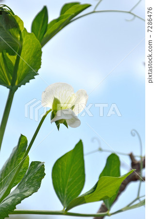 Pea flowers Pea flowers 7286476