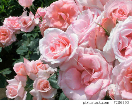 rose	 7286593