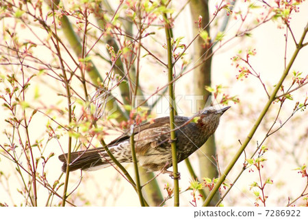 Sprout Momiji & Bulldog (Spring) 7286922