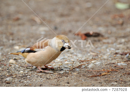 Ground shine Ground shine 7287028