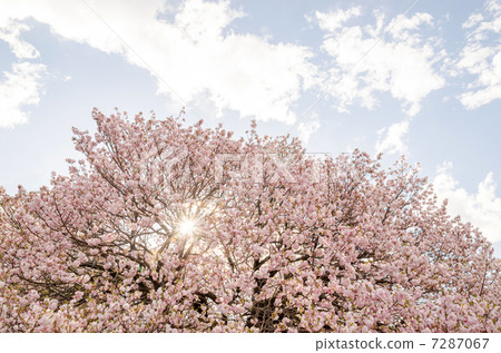 櫻桃樹 7287067