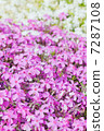 primrose 7287108