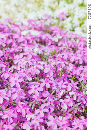 primrose 7287108