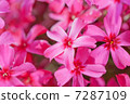 primrose 7287109