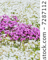 primrose 7287112