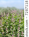 lavender 7287118