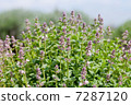 lavender 7287120