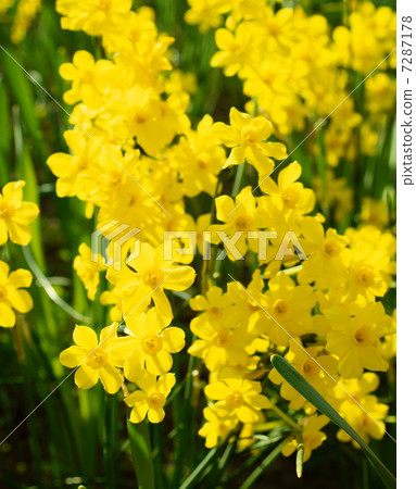 Jonquil花語：回應愛Narcissus jonquilla cv 7287178