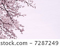 櫻花 7287249