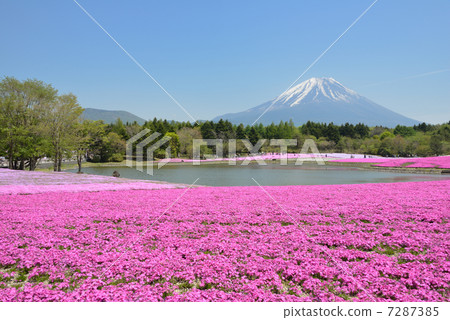 富士柴葉櫻花節 7287385