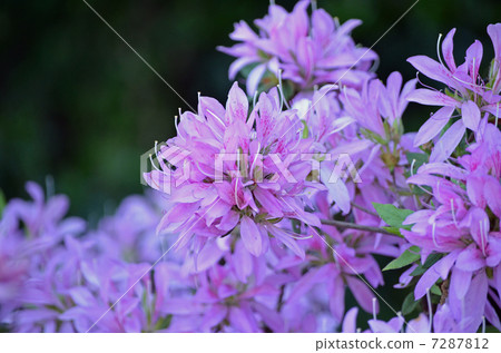 Moti Azalea 7287812