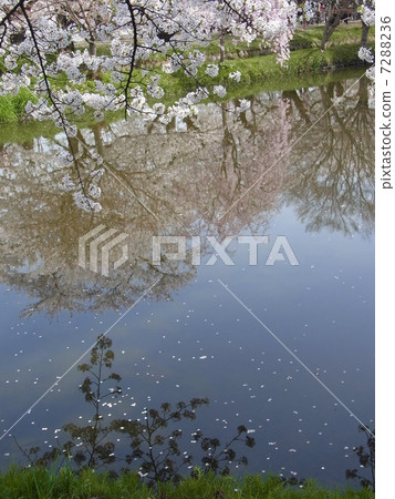 Cherry blossoms at the water Cherry blossoms at the water 7288236