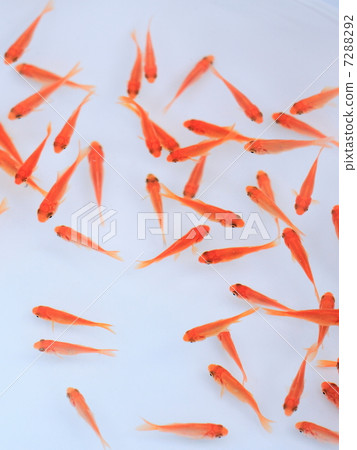 Goldfish   7288292