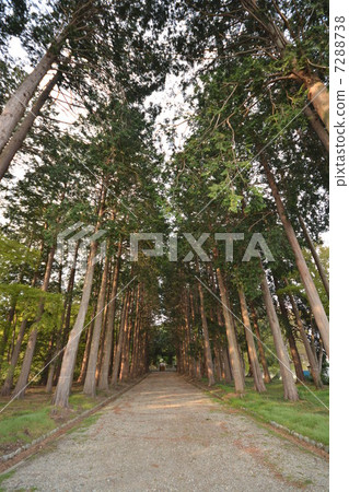 Nasushiobara city Suginami Tree 7288738