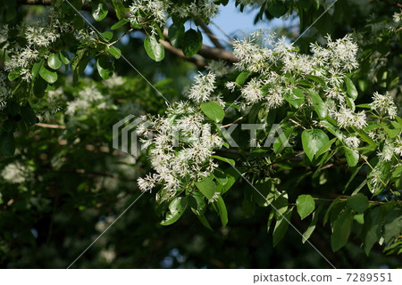 一片綠葉的蝴蝶Nanja Monja Noi Chionanthus retusa 7289551