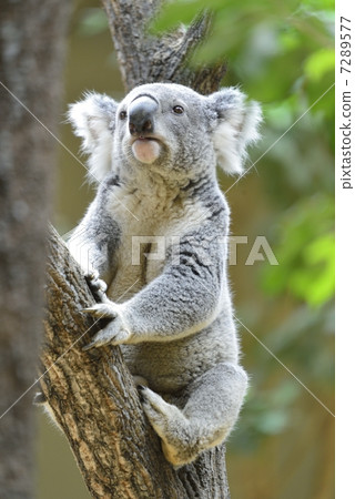 Koala 7289577