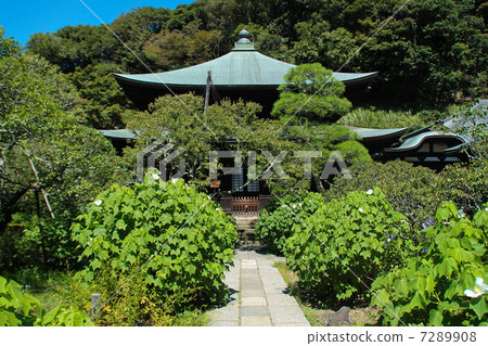 Kuikura in the autumn of Zuisenji 7289908