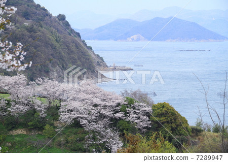 Cherry blossoms of Ako Osaki Cherry blossoms of Ako Osaki 7289947