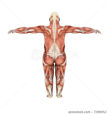 Gorilla Stock Illustration 7290052 Pixta