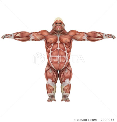 大猩猩 大猩猩 7290055