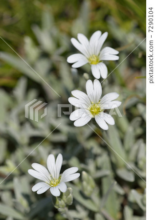 Natsuyukisou (summer snow) Natsuyukisou (summer snow) 7290104