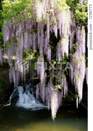 Wisteria of consistent fields 7290775