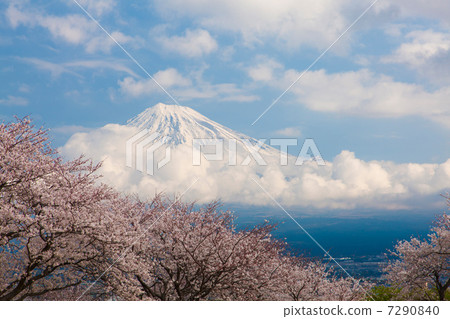 Cherry blossoms at Mt. Lizard and Mount Fuji 7290840