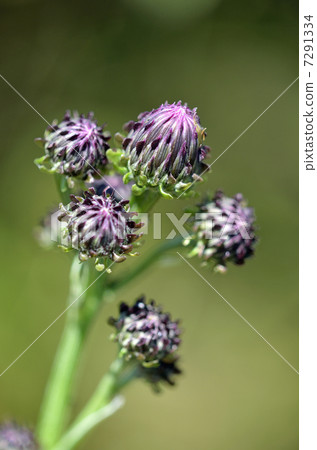 Buds of a fox thistle (fox) 7291334