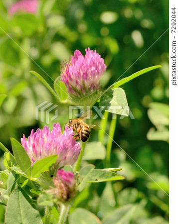 Honey bees and red clover (charts available) Honey bees and red clover (charts available) 7292044