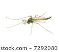 Mosquito (Muscovy) 7292080