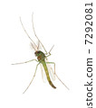 Mosquito (Muscovy) 7292081