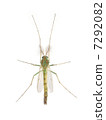 Mosquito (Muscovy) 7292082