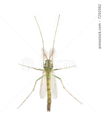 Mosquito (Muscovy) 7292082