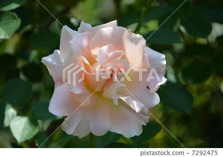 現代玫瑰洛可可 7292475