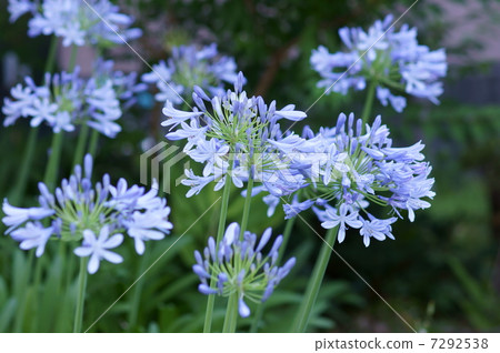 它被稱為紫色和服anaganzasu。 7292538