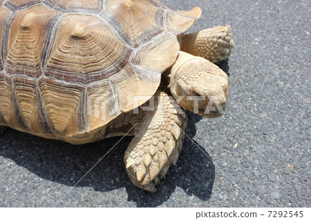 非洲鞭龜 非洲鞭龜 7292545