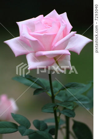 玫瑰品種（童話，Koenigin） 7293040