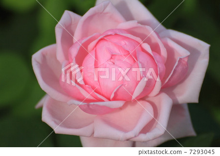 玫瑰品種（法國） 7293045