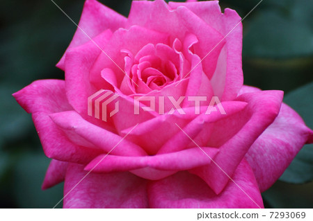 玫瑰品種（Grace de Monaco） 7293069