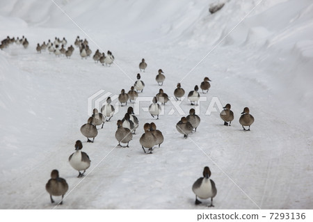 A row of ducks 7293136