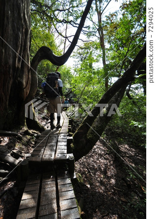 Jomon Sugi徒步旅行 7294025