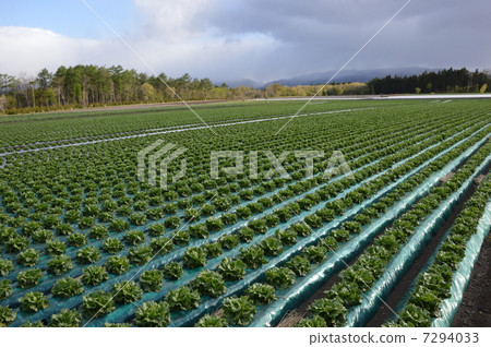 Lettuce Field Showa Village Lettuce Field Showa Village 7294033