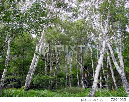 Kamikochi白樺林 7294035
