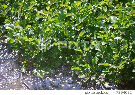 Watercress that grows naturally in Ogawa 7294081