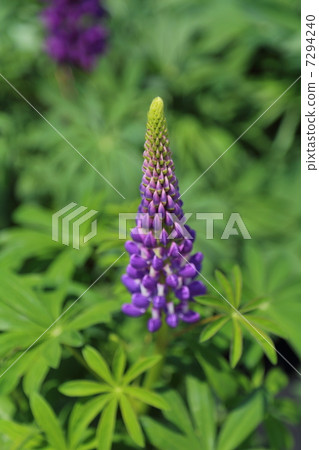 Purple Lupine Purple Lupine 7294240