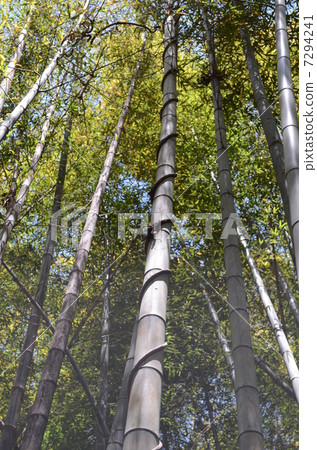 Vine tangled with bamboo Vine tangled with bamboo 7294241